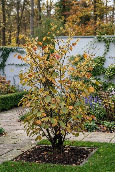 Hamamelis intermedia 'Westerstede' solitaire 125-150 cm C45