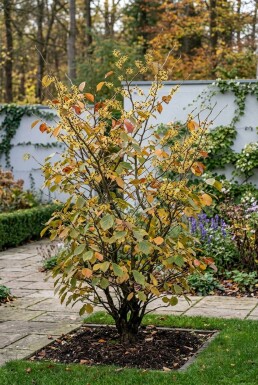 Hamamelis intermedia 'Westerstede' solitaire 125-150 cm C45