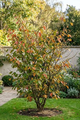Hamamelis intermedia 'Westerstede' solitaire 125-150 cm C45
