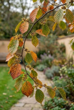 Hamamelis intermedia 'Westerstede' solitaire 125-150 cm C45