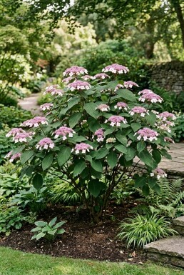 Hydrangea aspera 'Macrophylla' solitaire 100-125 cm C110