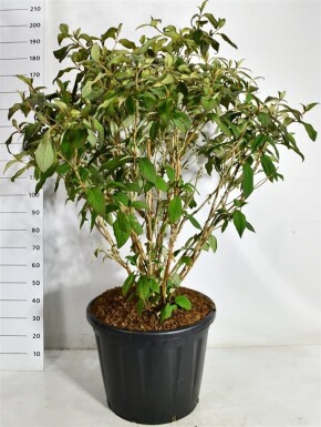 Hydrangea aspera 'Macrophylla' solitaire 100-125 cm C110