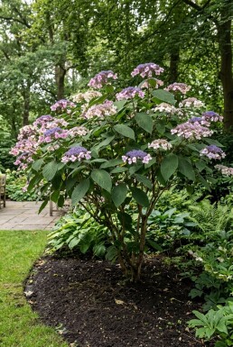 Hydrangea aspera 'Macrophylla' solitaire 100-125 cm C110