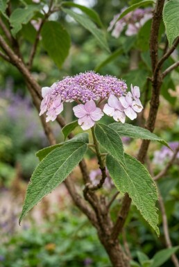 Hydrangea aspera 'Macrophylla' solitaire 100-125 cm C110