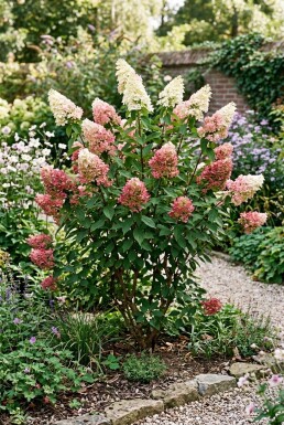 Hydrangea paniculata 'Pinky Winky' arbuste 150-175 cm C110