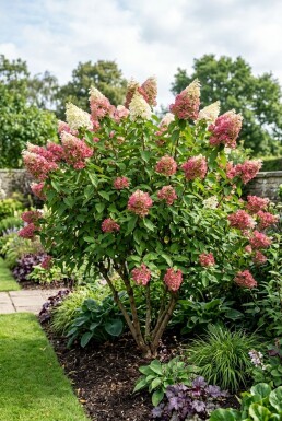 Hydrangea paniculata 'Pinky Winky' arbuste 150-175 cm C110