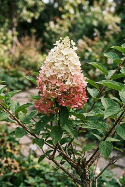 Hydrangea paniculata 'Pinky Winky' arbuste 150-175 cm C110