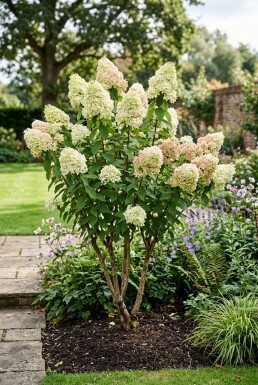 Hydrangea paniculata 'Polar Bear' à plusieurs tiges 150-175 cm C130