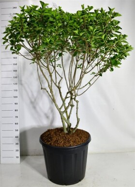 Hydrangea paniculata 'Polar Bear' à plusieurs tiges 150-175 cm C130