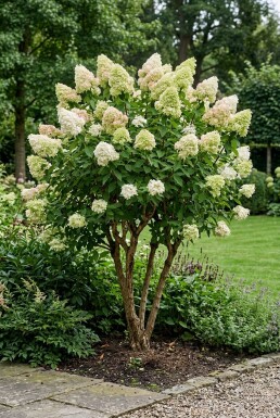 Hydrangea paniculata 'Polar Bear' à plusieurs tiges 150-175 cm C130