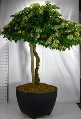 Hydrangea anomala subsp. petiolaris sur tige hauteur de tige 140-150 cm C450