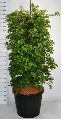 Hydrangea anomala subsp. petiolaris solitaire 150-175 cm C110