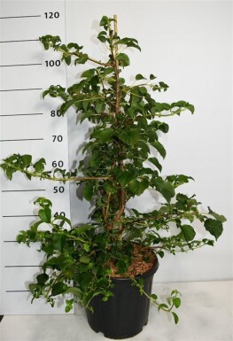Hydrangea anomala subsp. petiolaris tuteuré 100-125 cm C13