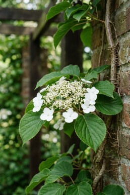 Hydrangea anomala subsp. petiolaris tuteuré 100-125 cm C13