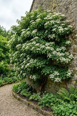 Hydrangea anomala subsp. petiolaris Solitaire 120-140 cm C130