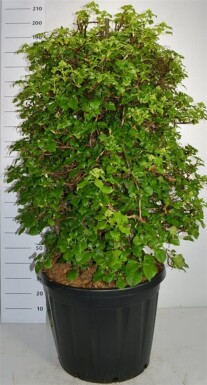 Hydrangea anomala subsp. petiolaris Solitaire 120-140 cm C130