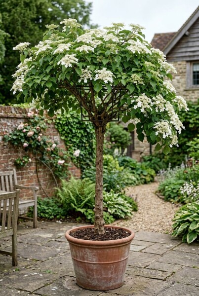 Hydrangea anomala subsp. petiolaris sur tige hauteur de tige 80 cm C130