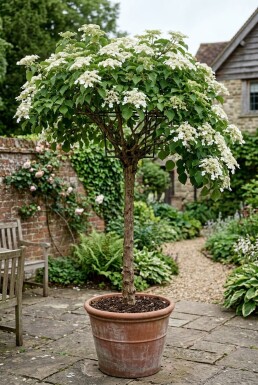 Hydrangea anomala subsp. petiolaris sur tige hauteur de tige 80 cm C130