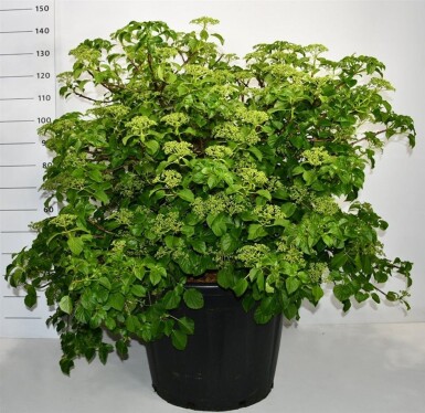 Hydrangea anomala subsp. petiolaris Solitair 90-100 cm C130