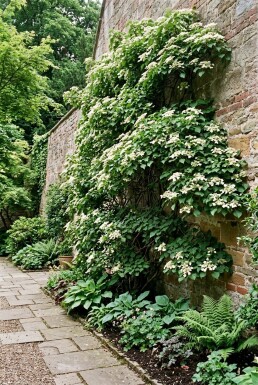 Hydrangea anomala subsp. petiolaris Solitair 90-100 cm C130