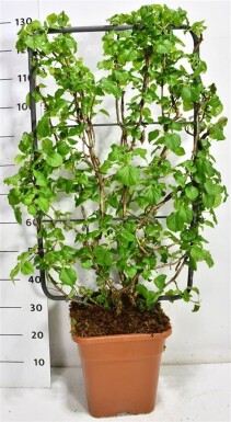 Hydrangea anomala subsp. petiolaris écran 100 cm C18