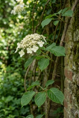 Hydrangea anomala subsp. petiolaris écran 100 cm C18