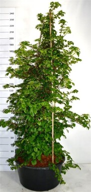 Hydrangea anomala subsp. petiolaris Solitaire 150-175 cm C60
