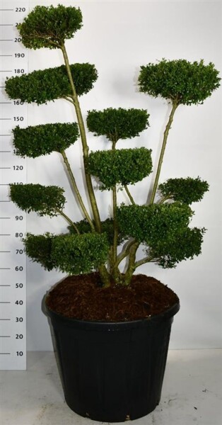 Ilex crenata 'Ellipta Convex' bonsaï 150-160 cm C130