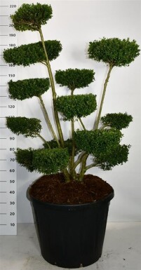 Ilex crenata 'Ellipta Convex' bonsaï 150-160 cm C130
