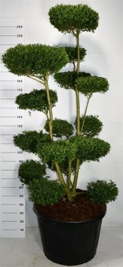 Ilex crenata 'Ellipta Convex' bonsaï 180-200 cm C180