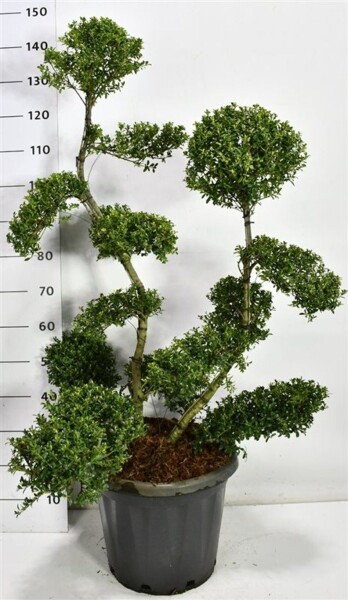 Ilex crenata 'Kin Me' bonsaï 100-125 cm C20