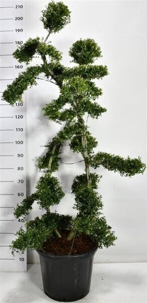 Ilex crenata 'Kin Me' bonsaï 150-160 cm C35