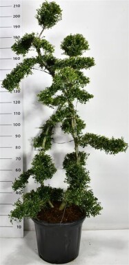 Ilex crenata 'Kin Me' bonsaï 150-160 cm C35