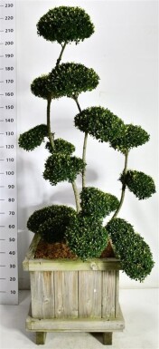 Ilex crenata 'Kin Me' bonsaï 125-150 cm bac en bois