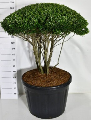 Ilex crenata 'Blondie' forme parasol 100-110 cm C180