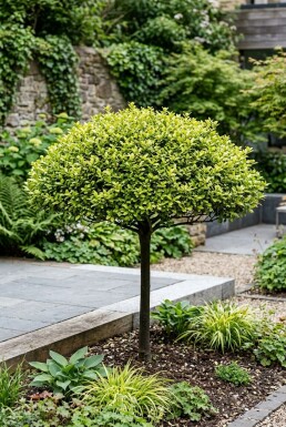 Ilex crenata 'Blondie' parasol 140-150 cm C280