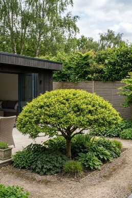 Ilex crenata 'Blondie' parasol 140-150 cm C280