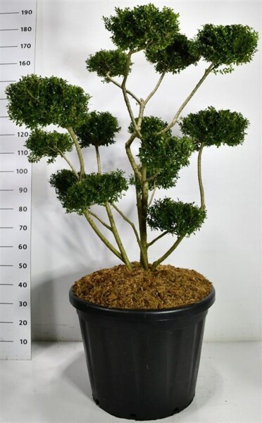 Ilex crenata 'Fructu Luteo' bonsaï 100-120 cm C110