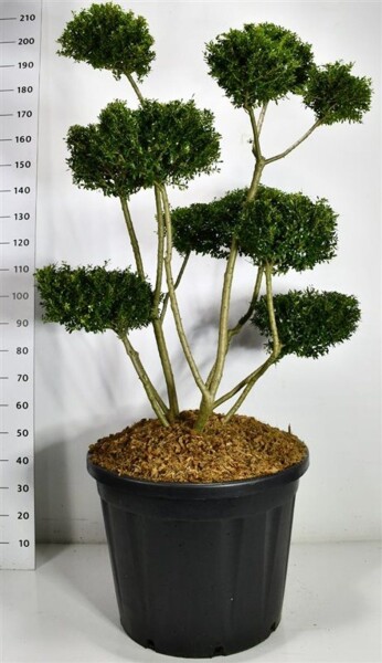 Ilex crenata 'Fructu Luteo' bonsaï 120-140 cm C130