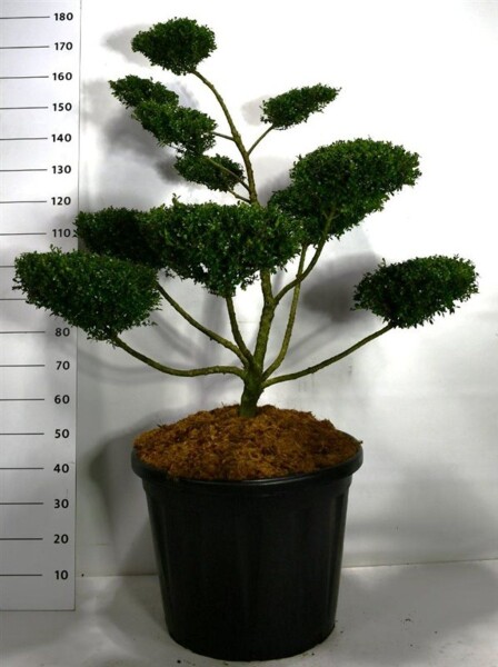 Ilex crenata 'Glory Gem' bonsaï 100-120 cm C110