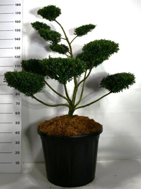Ilex crenata 'Glory Gem' bonsaï 100-120 cm C110