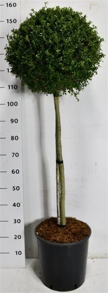 Ilex crenata 'Glory Gem' sur tige 90 cm C18