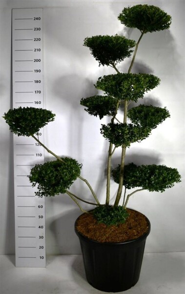 Ilex crenata 'Green Hedge' bonsaï 180-200 cm C130