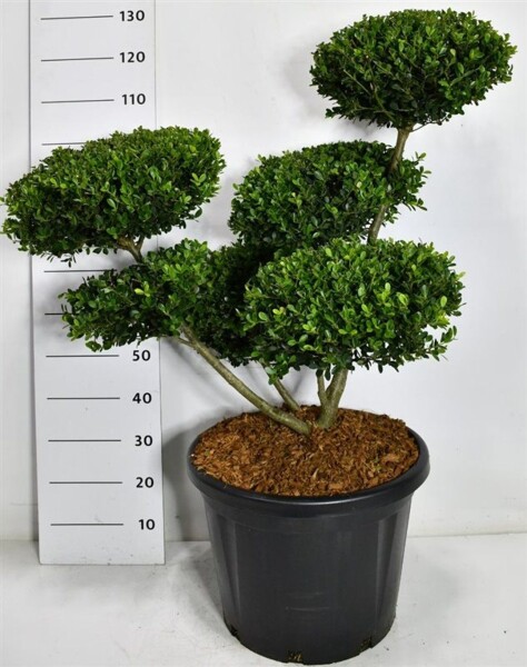 Ilex crenata 'Green Hedge' bonsaï 80-100 cm C45