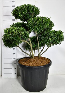 Ilex crenata 'Hetzii' bonsaï 100-125 cm C80