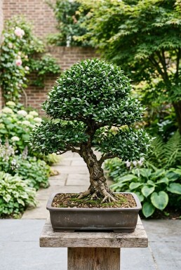 Ilex crenata 'Stokes' bonsaï 70-80 cm C35