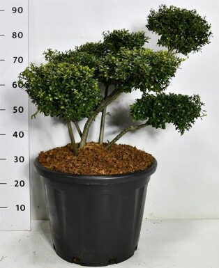 Ilex crenata 'Stokes' bonsaï 70-80 cm C35