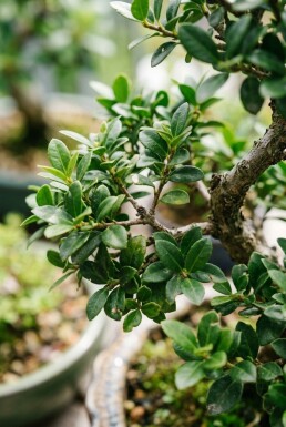 Ilex crenata 'Stokes' bonsaï 70-80 cm C35