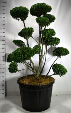 Ilex 'Impala' bonsaï 125-150 cm C180