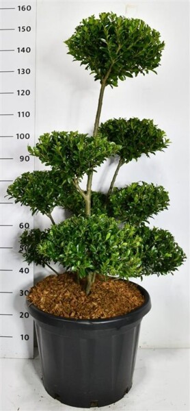 Ilex maximowicziana var. Kanehirae bonsaï 80-100 cm C45